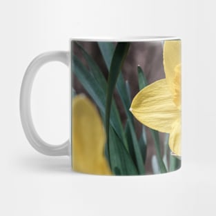 Yellow Trumpet Daffodils Photograph Mug